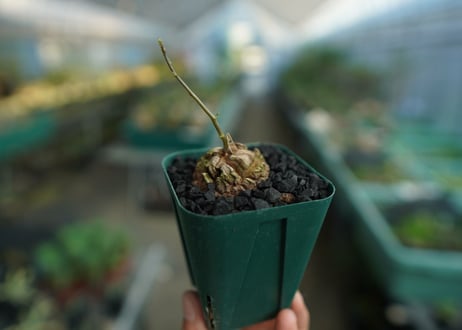 亀甲竜　Dioscorea elephantipes　No.1