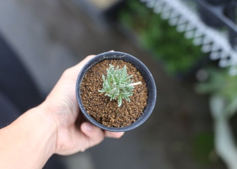 赤花　アルストニー