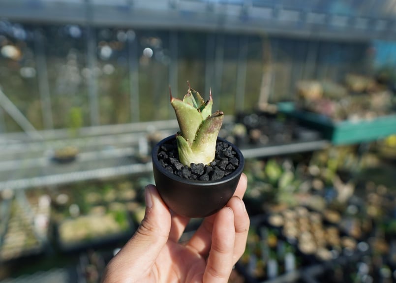 アガベ チタノタ 大株の白鯨① 直径約16cm 抜き苗 短葉 強鋸歯