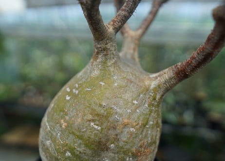 パキポディウム　グラキリス　 Pachypodium Gracilius  No.8