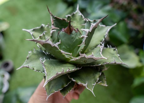 Agave titanota Solar eclipse 夕映嚴龍  NO.4