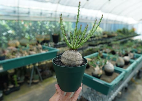 ユーフォルビア デシドゥア　Euphorbia decidua