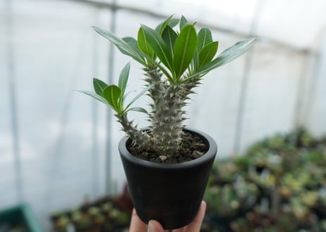 パキポディウム　ホロンベンセ　Pachypodium horombense  No.11