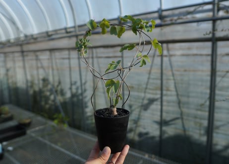 アデニア　イサロエンシス　Adenia isaloensis