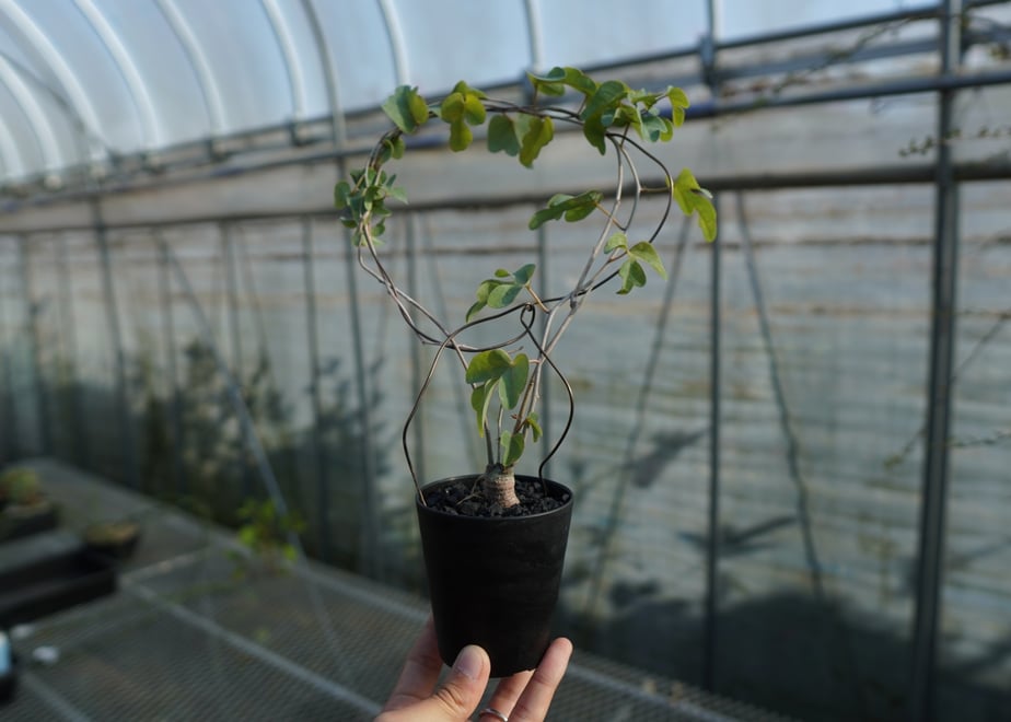 6542ecd34dcf6e0034300e60