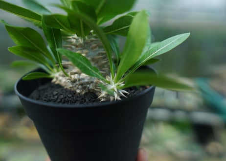 パキポディウム　恵比寿大黒　Pachypodium Densicaule　No.6