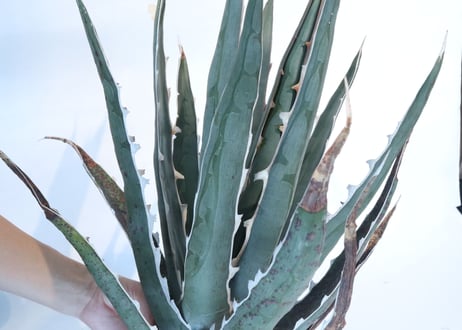 Agave difformis