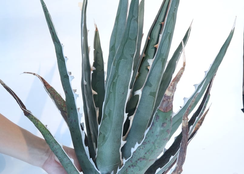 Agave difformis | mana's farm:塊根植物・アガベ・ドライガーデン植