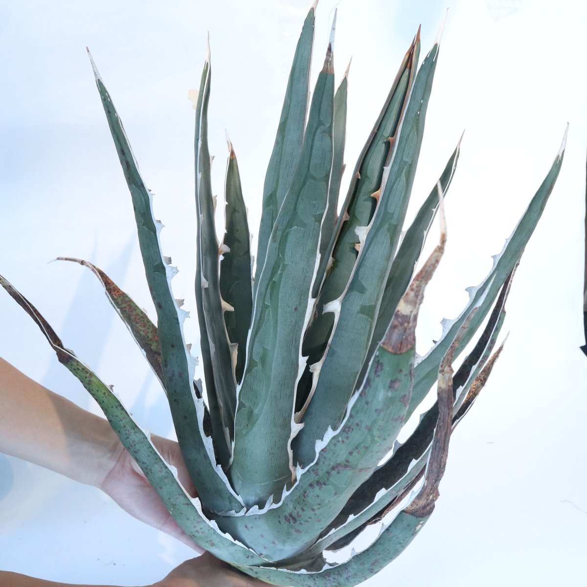 希少Agave difformis 大株 Agave difformis | mana's farm:塊根植物・アガベ・ドライガーデン植