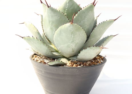 Agave pygmaea 'Dragon Toes'