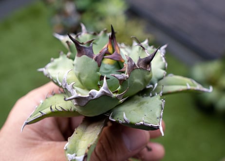 Agave titanota dwarf 姫厳龍NO.2   (G)