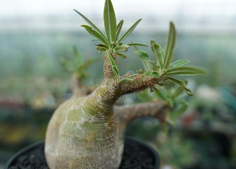 パキポディウム　グラキリス　 Pachypodium Gracilius  No.4