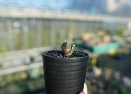 アガベ　チタノタ　鬼爪雪峰  Agave titanota “Onitsume Yukimine”