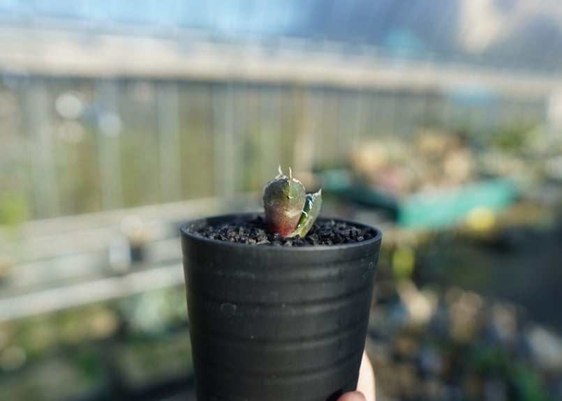 アガベ チタノタ 鬼爪雪峰 Agave titanota “Onitsume Yukimin