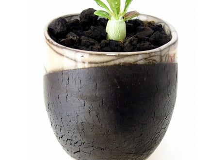 Pachypodium eburneum　パキポディウム　エブレネウム　実生苗
