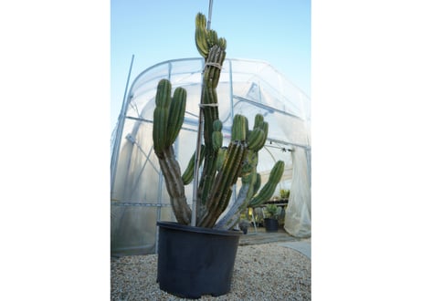 CATEGORY サボテン | mana's farm:塊根植物・アガベ・ドライ