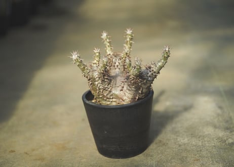 パキポディウム　ホロンベンセ