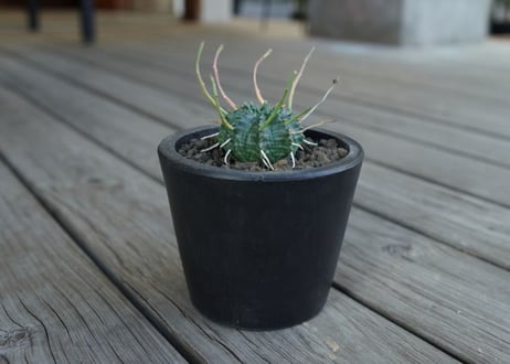 ユーフォルビア　バリダ　Euphorbia valida　NO.2