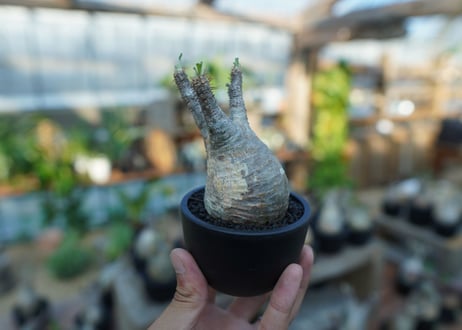 【未発根】パキポディウム　グラキリス　 Pachypodium Gracilius  No.24