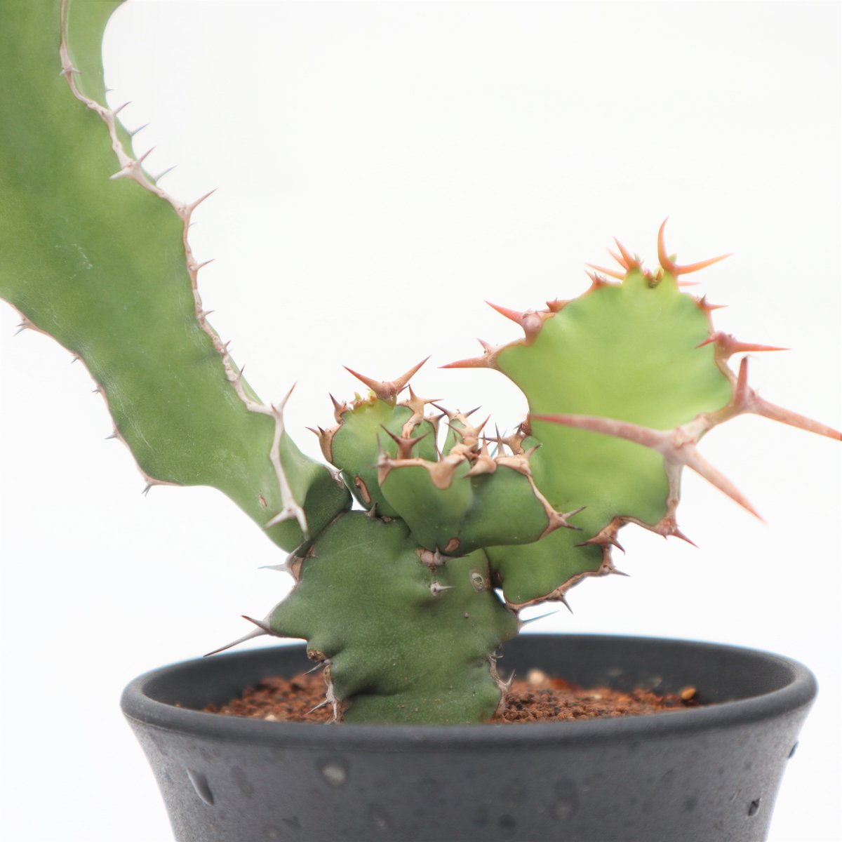 ユーフォルビア クーペリー | mana's farm:塊根植物・アガベ・ドライ