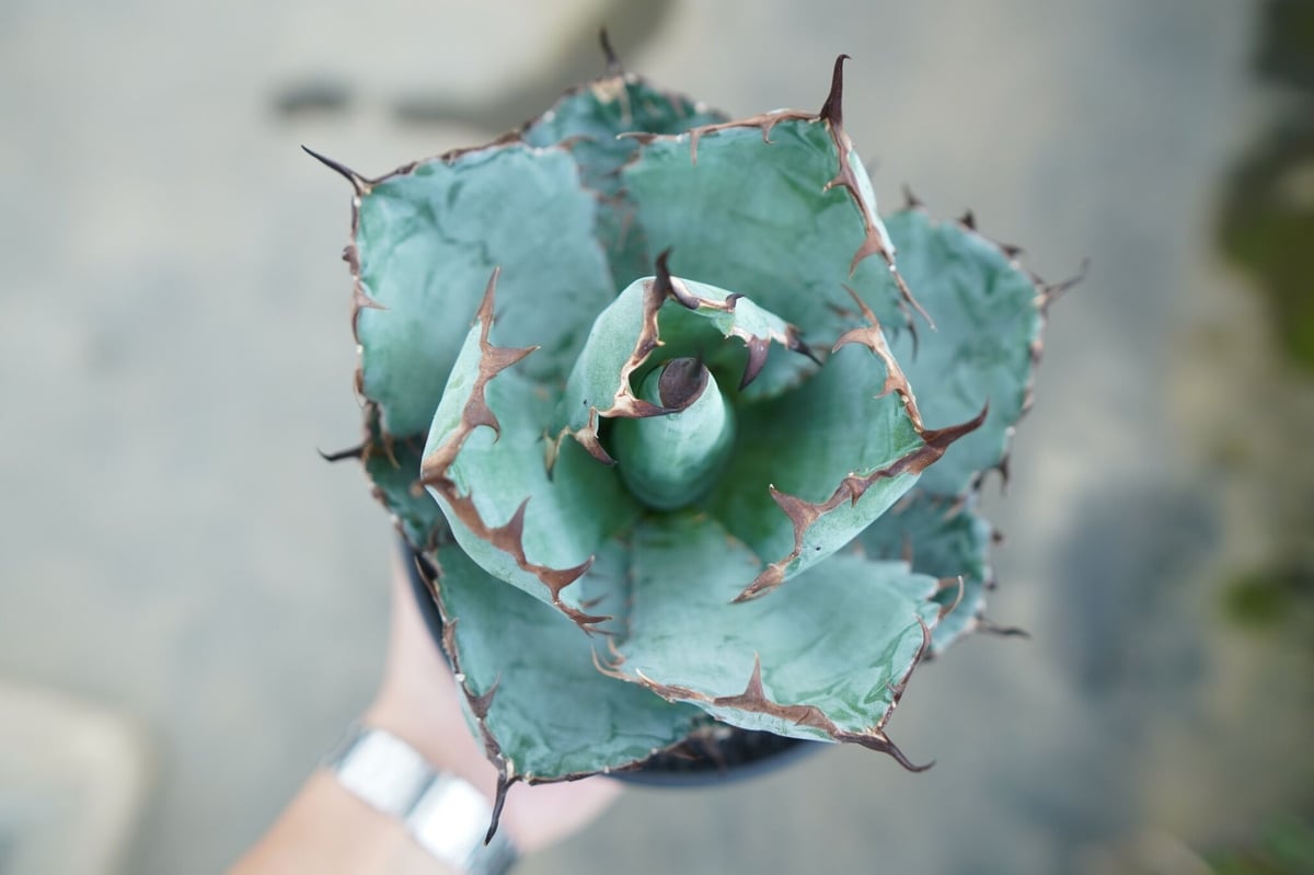 アガベ チタノタ ブラックアンドブルー Agave titanota black and