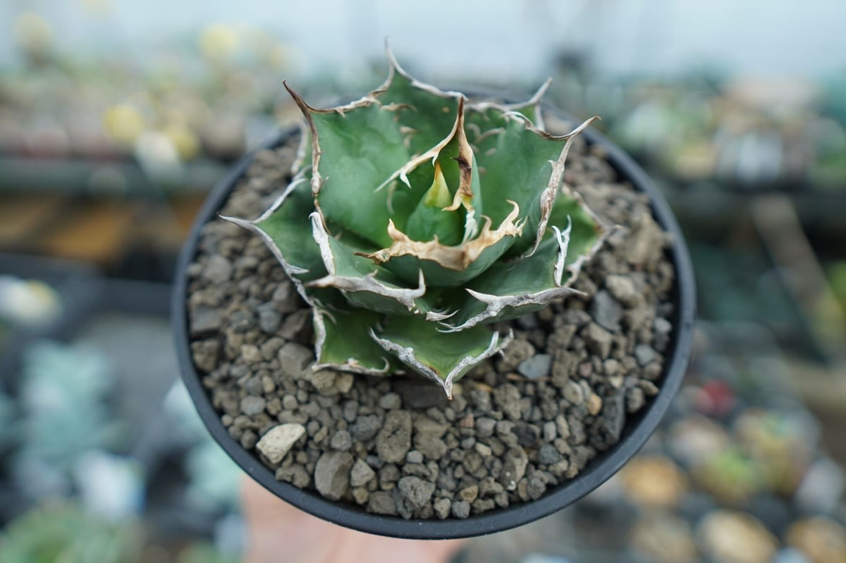 アガベ チタノタ FO-76 Agave titanota FO-76 No.1 | m