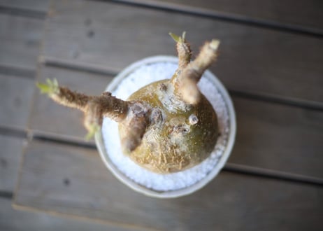 グラキリス　 Pachypodium Gracilius