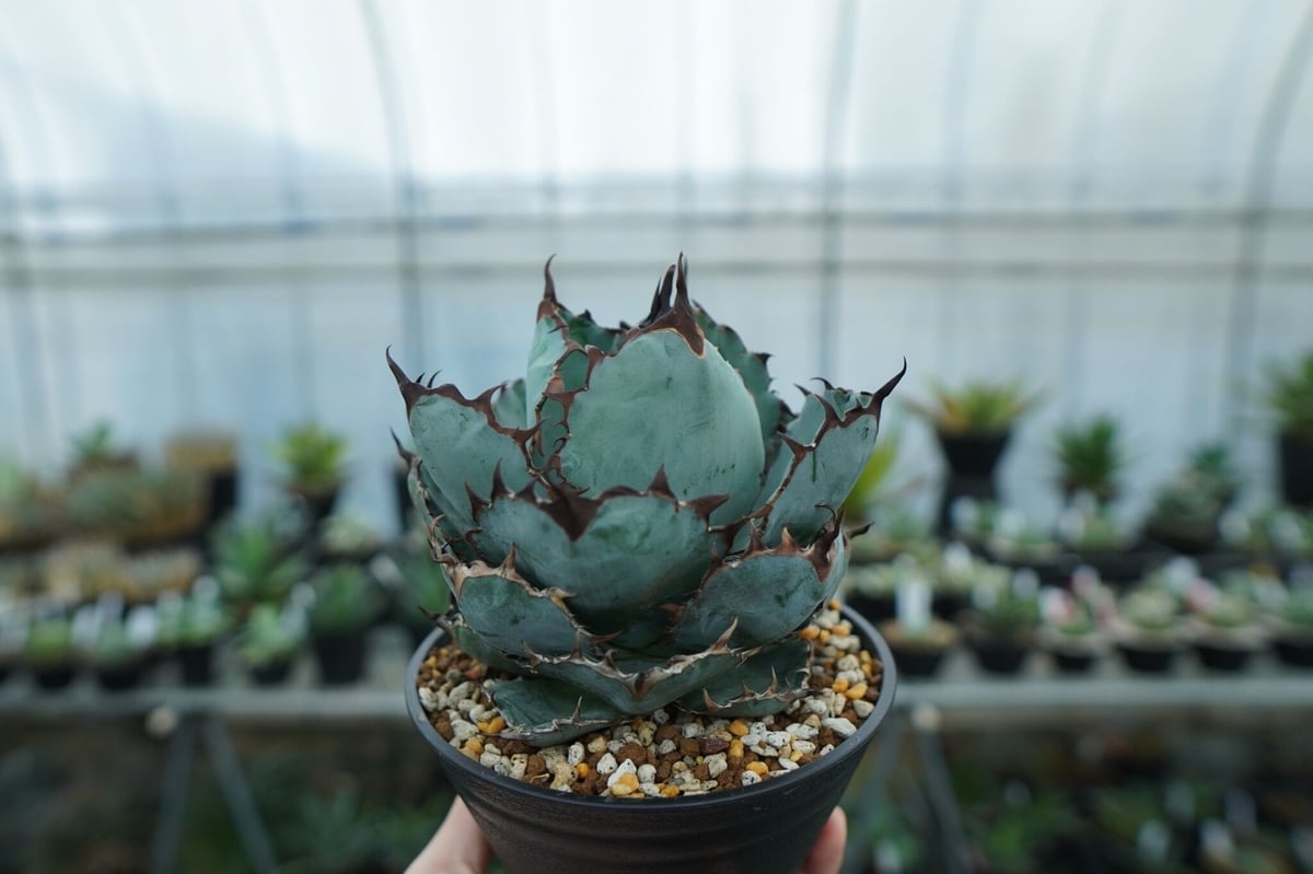 fit=scale-down,w=1200