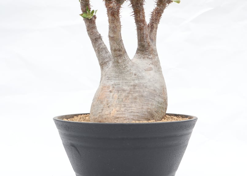 パキポディウム グラキリス 未発根 | mana's green:塊根植物販売 パキポディウム グラキリス 未発根 | mana's green:塊根植物販売