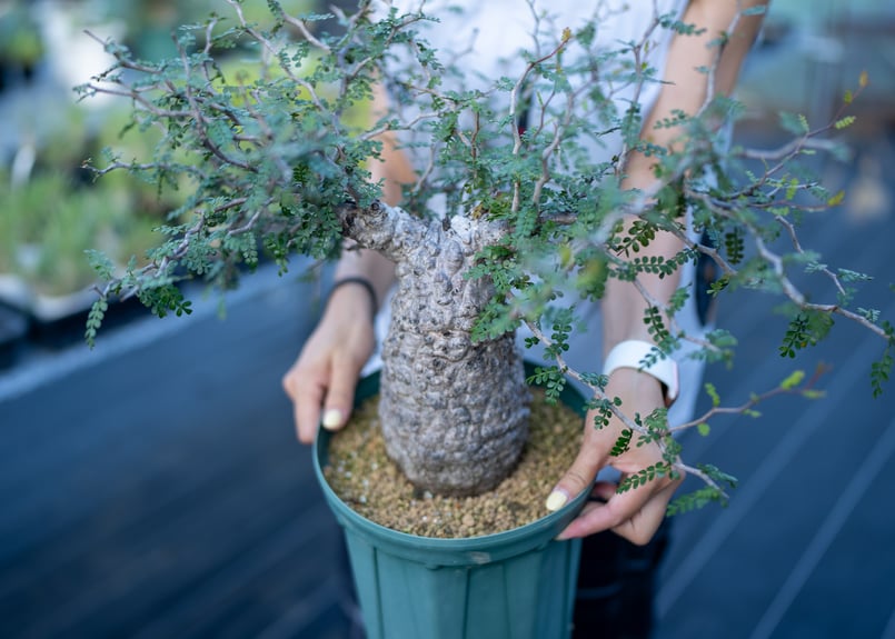 オペルクリカリア パキプス 国内実生株　3年目　① 塊根植物 オペルクリカリア パキプス 沖縄管理株 | mana's farm:塊根植物