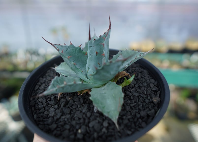 アガベ パラサナ ”トライアンファント” Agave Parrasana
