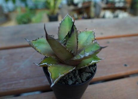 アガベ　チタノタ　黒火焔 　Agave titanota Black fire