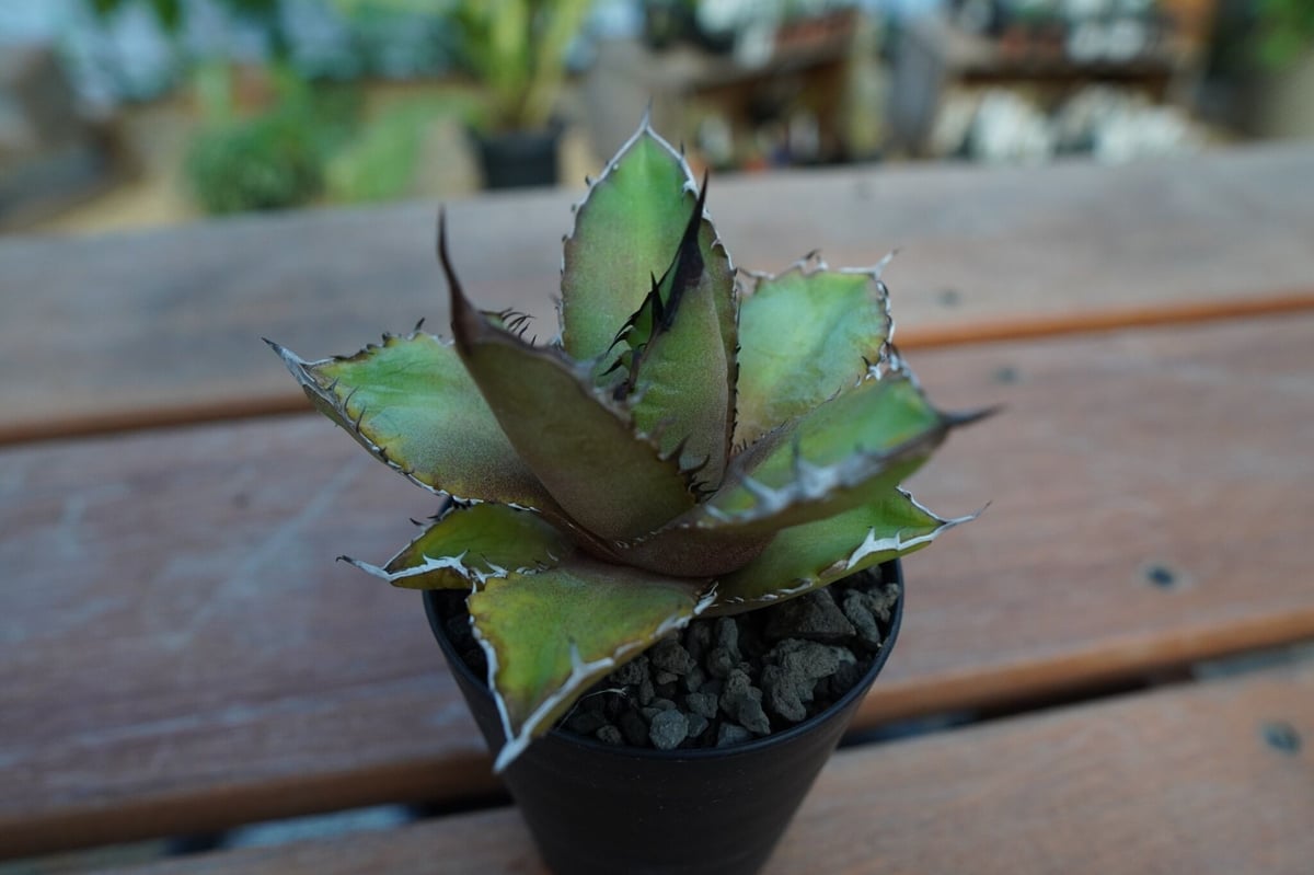 多肉植物アガベ チタノタ 黒火焔 小株 14株 発根済➕子株 23株 同梱 アガベ チタノタ 黒火焔 Agave titanota Black fire | mana'