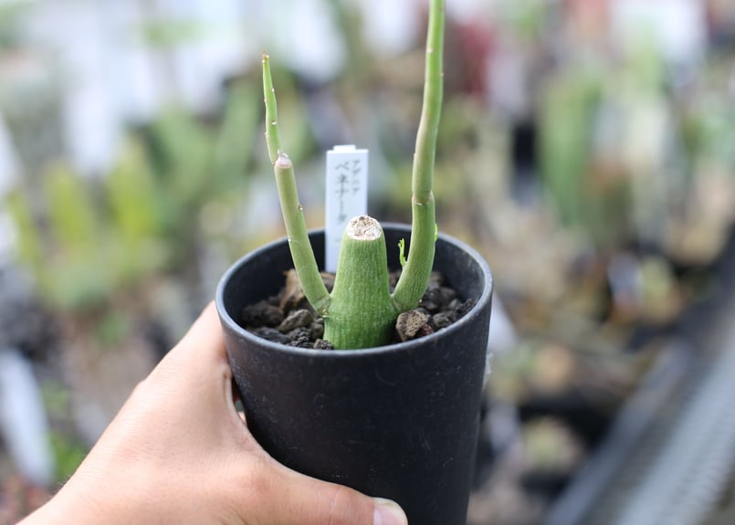 アデニア ベネナータ | mana's farm:塊根植物・アガベ・ドライガーデン