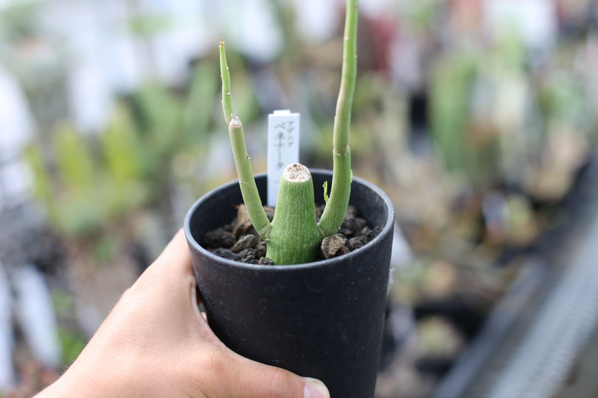 アデニア　ベネナータ アデニア ベネナータ | GREEN LUCK