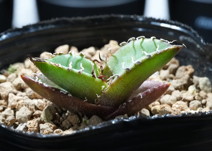 アガベ オテロイ 沖縄実生 | mana's green:塊根植物販売|マナズ アガベ オテロイ 沖縄実生 | mana's green:塊根植物販売|マナズ