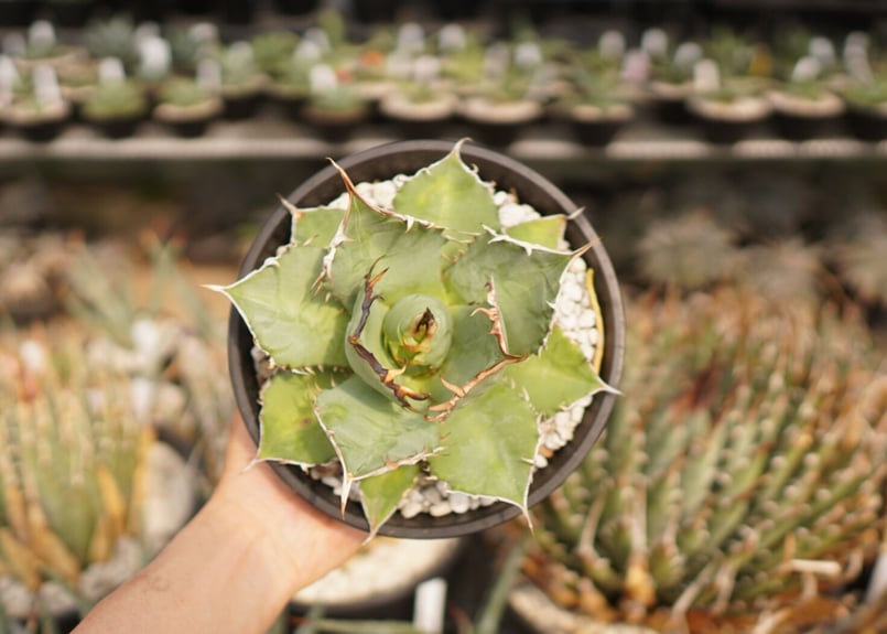 アガベ チタノタ FO-76 B NO.1 | mana's farm:塊根植物・アガベ・ドラ