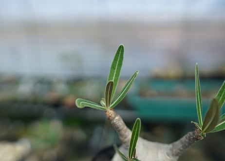 パキポディウム　グラキリス　 Pachypodium Gracilius  No.1