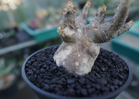 パキポディウム　マカイエンセ　Pachypodium makayense No.1