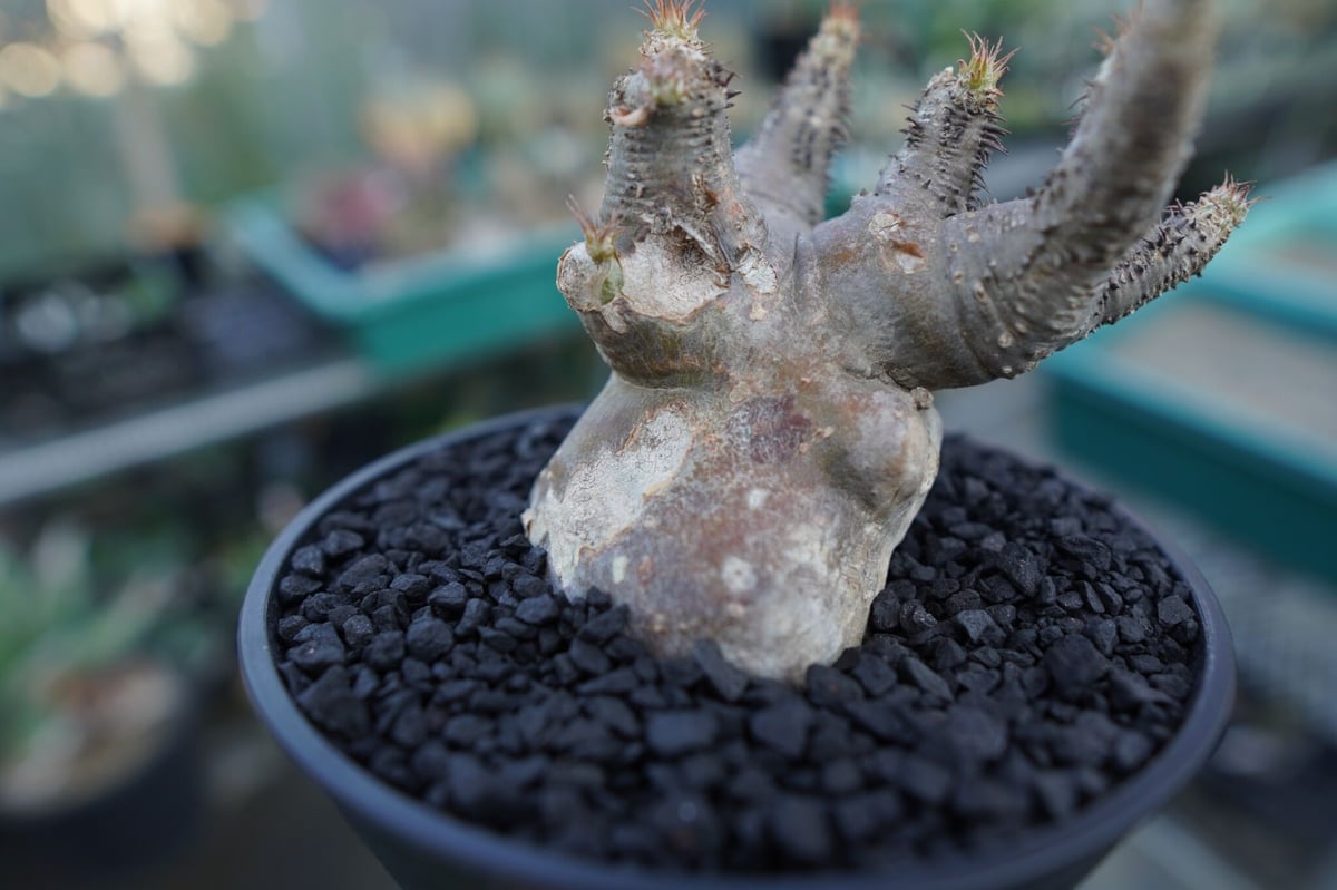 パキポディウム マカイエンセ Pachypodium makayense No.1 | man