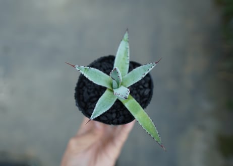 アガベ　屈原の舞扇 Agave 'Kutsugen no Maiougi'   No.3