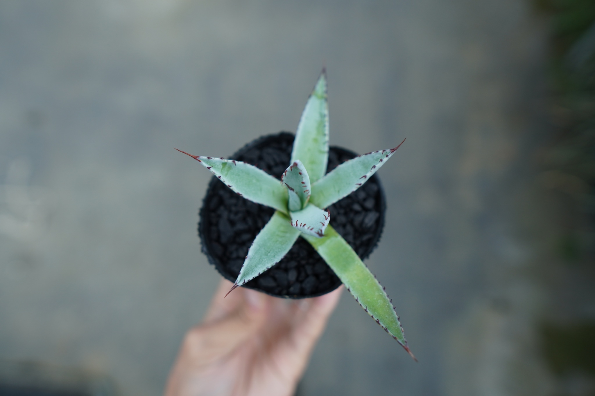 アガベ 屈原の舞扇 Agave 'Kutsugen no Maiougi' No.3 |