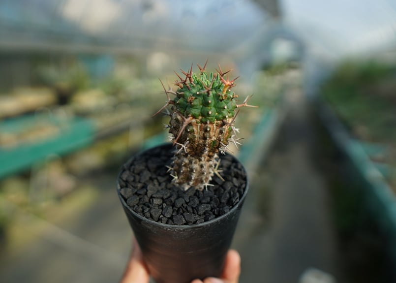 ユーフォルビア 群星冠 Euphorbia stellispina No.2 | mana'