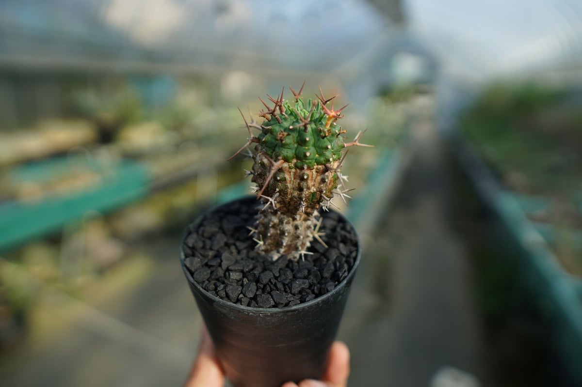 ユーフォルビア 群星冠 Euphorbia stellispina No.2 | mana'