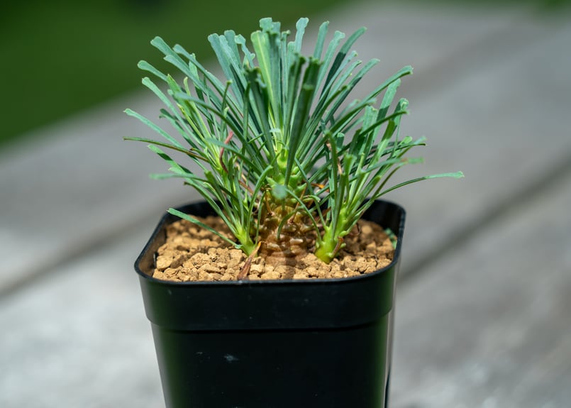 ユーフォルビア ムルチフォリア | mana's farm:塊根植物・アガベ