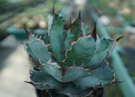 アガベ　チタノタ　 ブラックアンドブルー 　Agave titanota black and blue　No.7