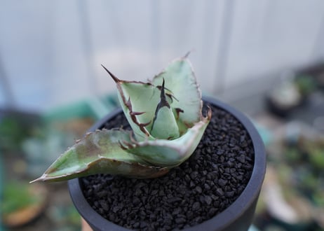 アガベ　チタノタ　ブルー　agave titanota Blue