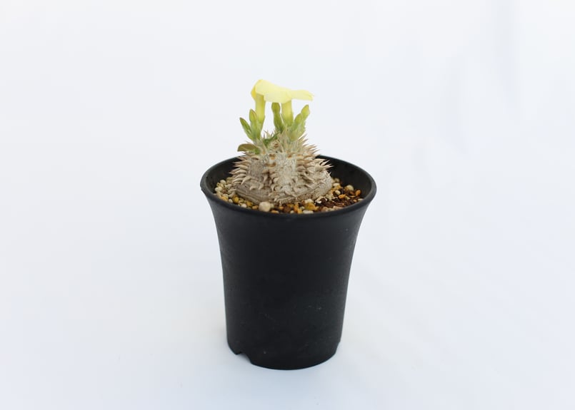 江戸桜　1.パキポディウム 恵比寿笑い パキポディウム 恵比寿笑い 現品 | TOMOZOUEN