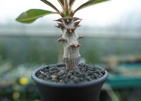 パキポディウム　バロニー　Pachypodium baronii