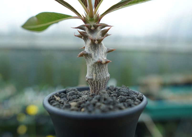 パキポディウム バロニー Pachypodium baronii | mana's farm: